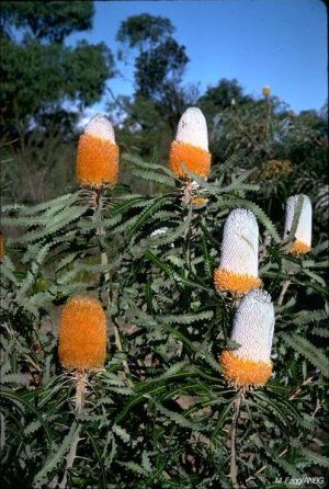 Banksia prionotes