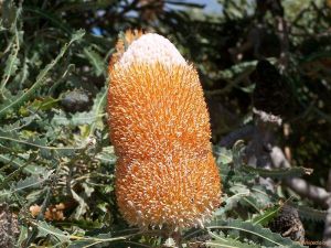 Banksia prionotes