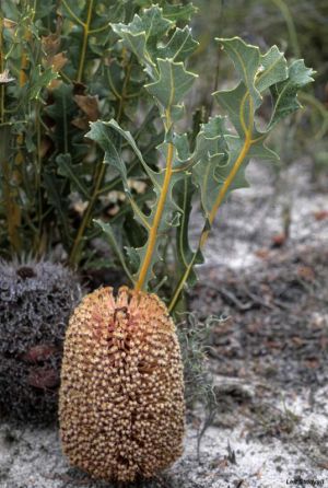 Banksia repens