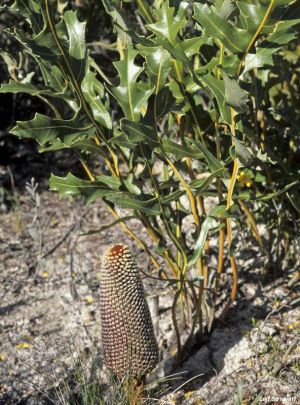 Banksia repens
