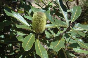 Banksia robur