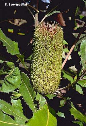 Banksia robur