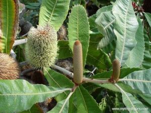 Banksia robur