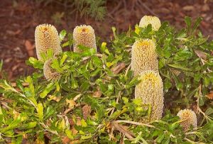 Banksia serrata