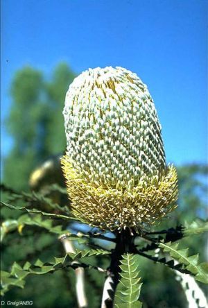 Banksia speciosa