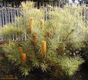 Banksia spinulosa var. collina