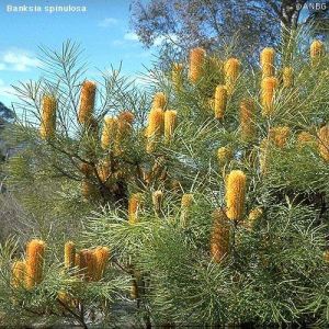 Banksia spinulosa