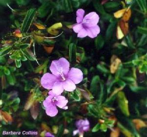 Barleria obtusa