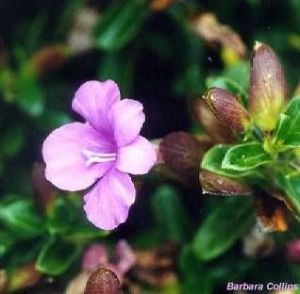 Barleria obtusa