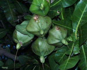 Barringtonia asiatica*