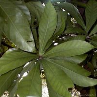 Barringtonia racemosa*