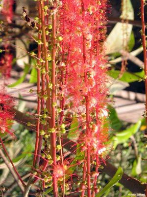 Barringtonia spicata*