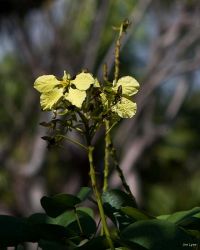 Bauhinia fassoglensis