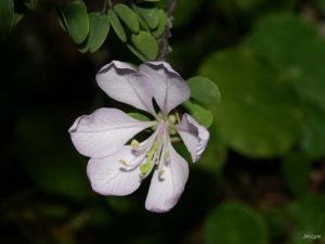 Bauhinia grandidieri*