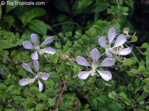 Bauhinia grandidieri*