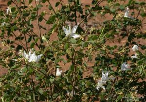 Bauhinia petersiana ssp. macrantha