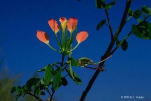 Bauhinia madagascariensis subsp. brevidentata