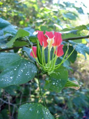 Bauhinia madagascariensis subsp. brevidentata