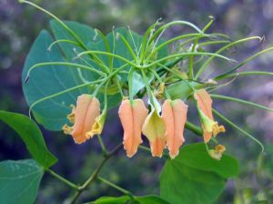 Bauhinia madagascariensis subsp. brevidentata