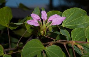 Bauhinia ramosissima*