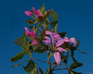 Bauhinia ramosissima*