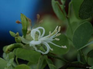 Bauhinia rufescesens