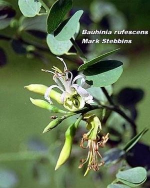 Bauhinia rufescesens