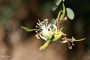 Bauhinia rufescesens