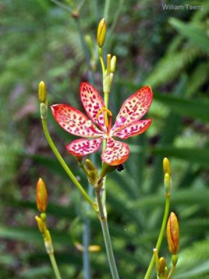 Belamcanda chinensis