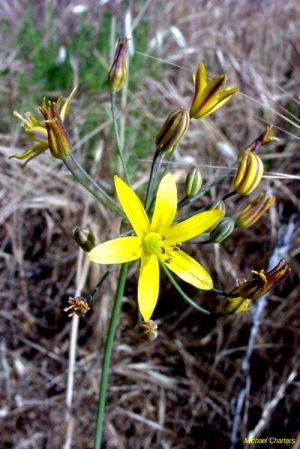 Bloomeria crocea