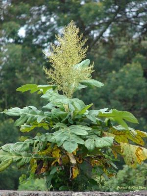 Bocconia integrifolia