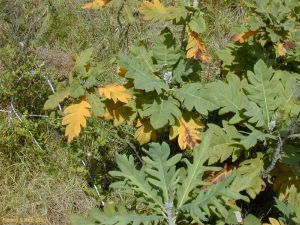 Bocconia integrifolia