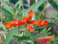Bouvardia ternifolia Bouvardia ternifolia