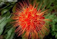 Brownea macrophylla*