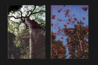 Wayside Trees of Malaya - Vol. 1 + 2