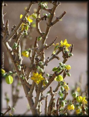 Bulnesia chilensis