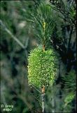 Callistemon pinifolius 'green'