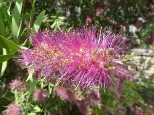 Callistemon violaceus