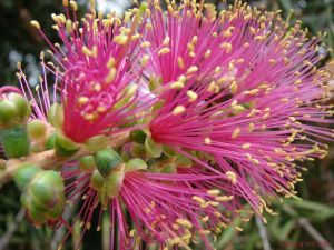 Callistemon violaceus