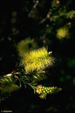 Callistemon viridiflorus