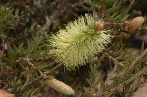 Callistemon viridiflorus