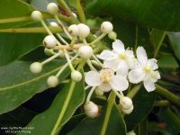 Calophyllum inophyllum*