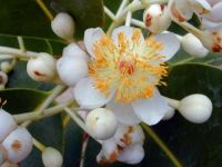 Calophyllum inophyllum*