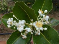 Calophyllum inophyllum*