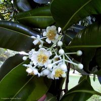 Calophyllum inophyllum*