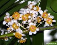 Calophyllum inophyllum*