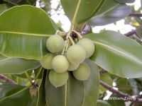 Calophyllum inophyllum*