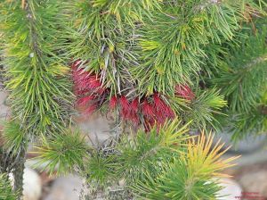 Calothamnus pinifolius