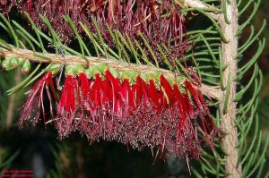 Calothamnus quadrifidus