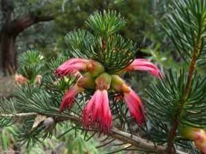 Calothamnus quadrifidus